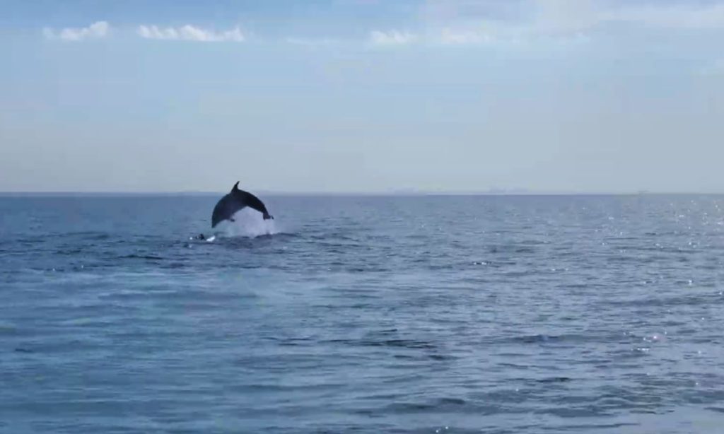 Bottlenose Dolphins in the Sado´s river estuary