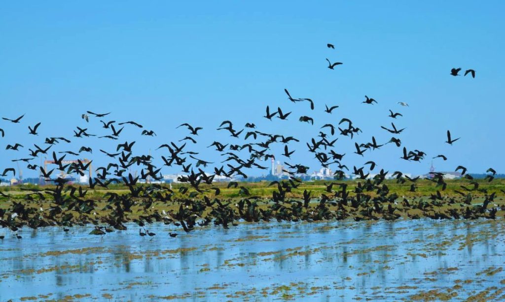 Ibis preto, flying over a rice field at the Sado Estuary Nature Reserve. Comporta, Portugal