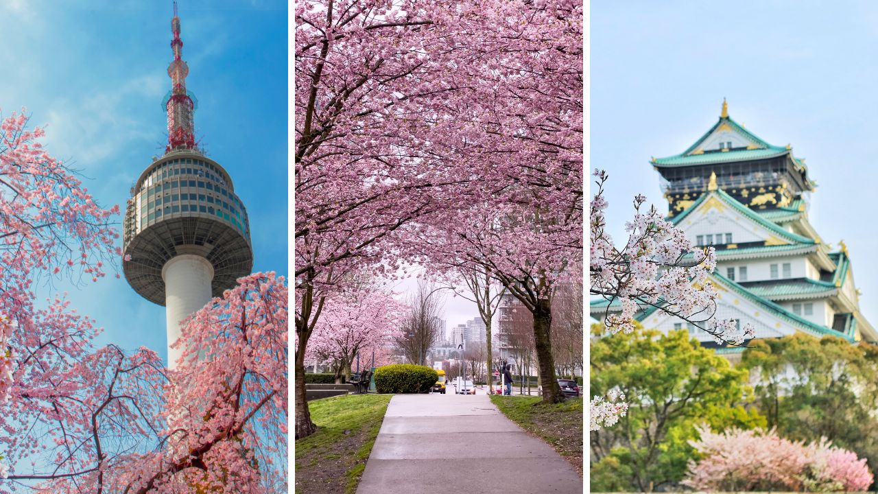 Cherry Blossom Spots in Seoul